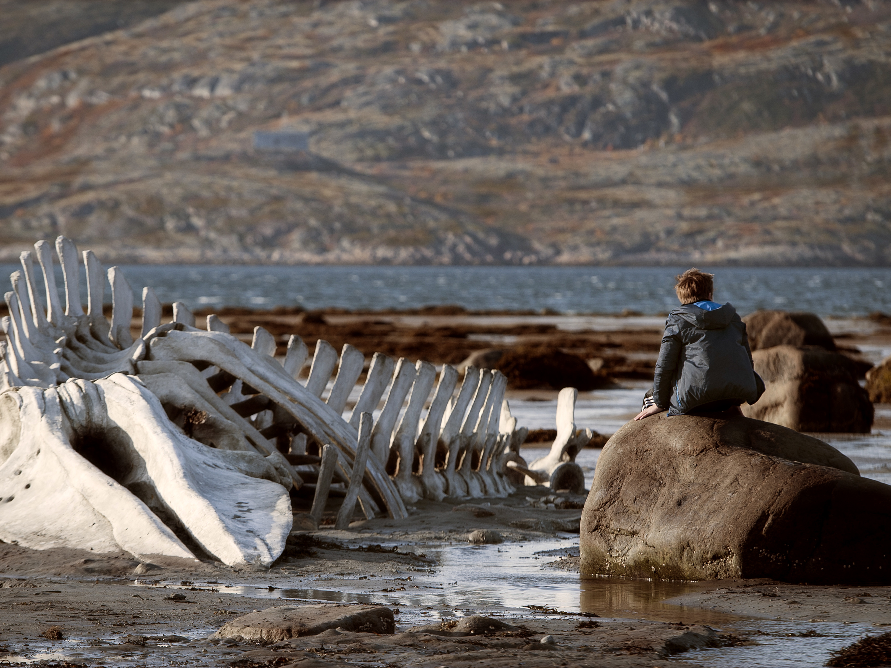 Leviathan : “İnsan, devletin gölgesinde yalnız bir yaratıktır.”